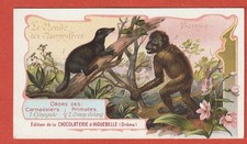 CHROMO - CHOCOLATERIE AIGUEBELLE - LE MONDE DES MAMMIFERES  -  BORNEO