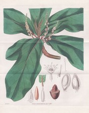 Terminalia Catappa Caraïbes