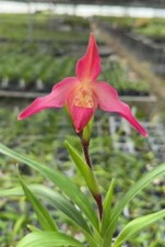 Phragmipedium Olaf Grüss Red