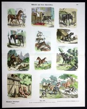 1900 Vie Animale Animaux Chien