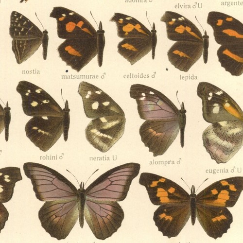 Adalbert seitz papillon - adalbert,