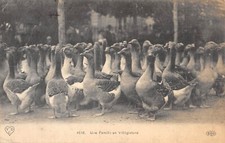 CPA FANTAISIE / SCENES CHAMPETRES / UNE FAMILLE EN VILLEGIATURE / OIES