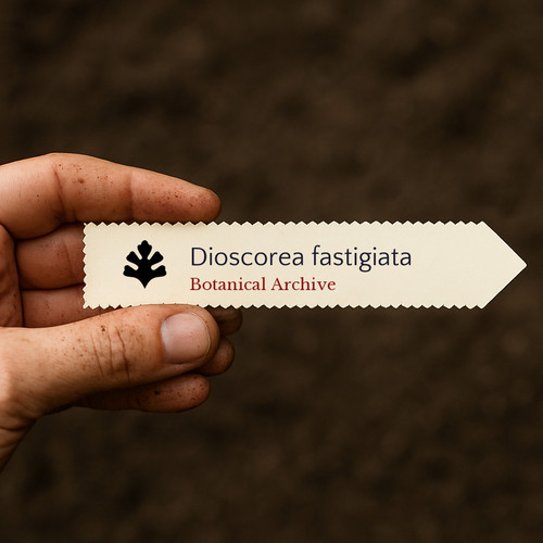 Dioscorea fastigiata seeds - dioscorea,