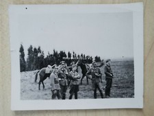 Photo, chevaux jouant de la