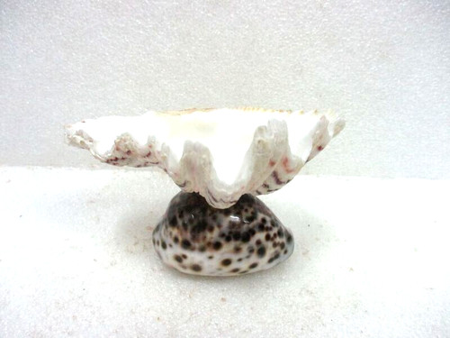 Coquillage bénitier - coquillage,,