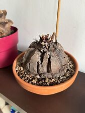 dioscoréa éléphantipes