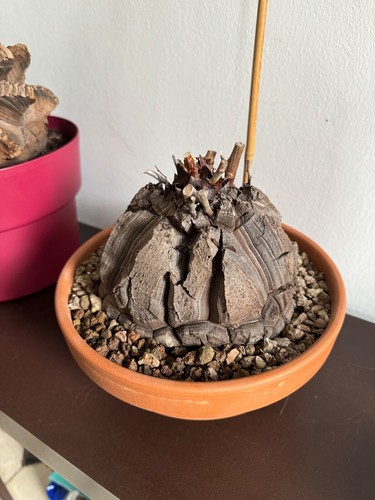 Dioscoréa éléphantipes - dioscoréa,