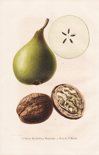 Poire poirier fruits - poire,