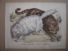 Grande image d'épinal entoilée CHAT ANGORA CHAT COMMUN Imagerie Epinal Pellerin