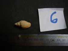 207.03 B - LYRIA BRANDERI