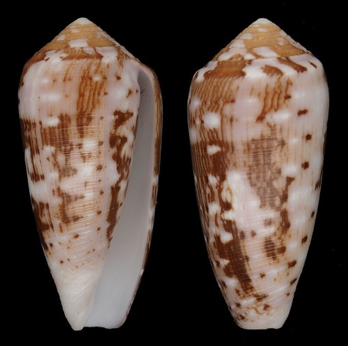 Coquillage collection - coquillage,