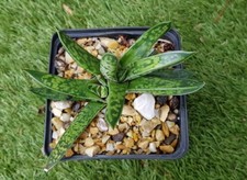 GASTERIA "Liliputana" 11cm de