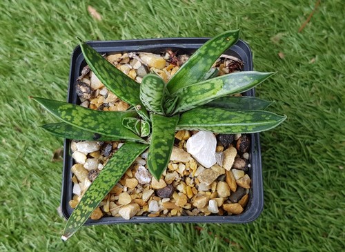Gasteria liliputana 11cm de - gasteria,