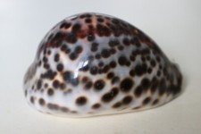 collection coquillage CYPRAEA