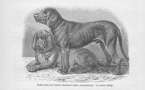 Schweißhund chiens chasse - schweißhund,