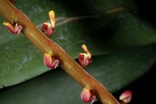 BIN-Bulbophyllum falcatum