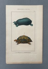Tortues, gravure ancienne