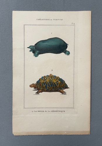 Tortues gravure ancienne - gravure,