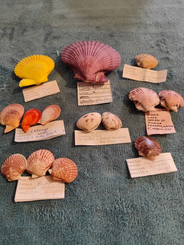 Coquillages pecten nobilis - 14,