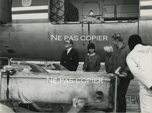 Transport avion dauphins - en, de