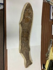 Vinctifer Comptoni Fossil