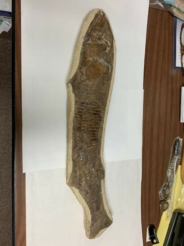 Vinctifer comptoni fossil - comptoni,