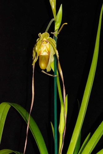Phragmipedium mauna 2 - phragmipedium, #2