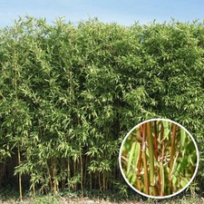 Fargesia robusta 'Tauro' -