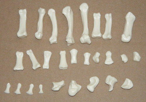 Somso skeleton anatomical - somso,