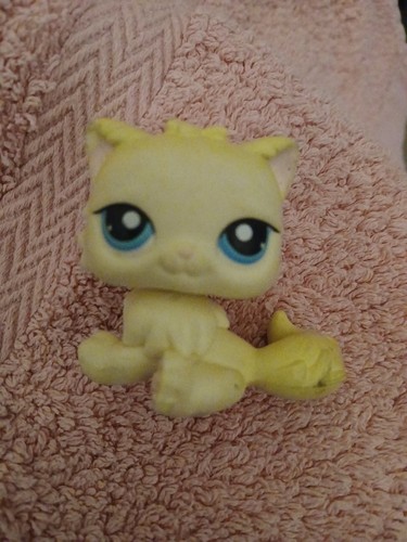 Petshop chat persan 428 - , yeux