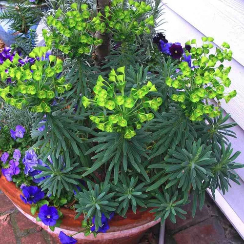 Euphorbia characias wulfenii - euphorbia, 'wulfenii