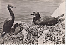 CORMORAN S . Carte postale avec Publicité Pharmacie