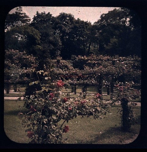 Fleurs roses jardin c1910 - roses,