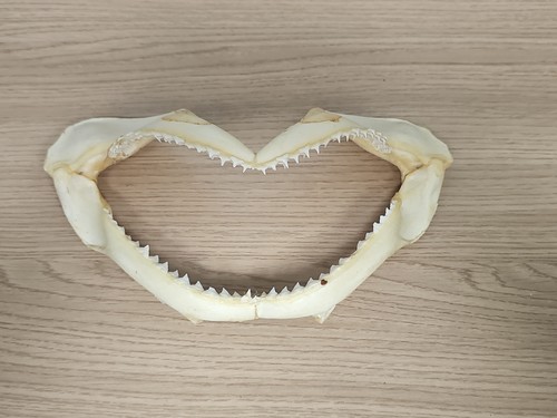 Ancienne mâchoire requin - ancienne,