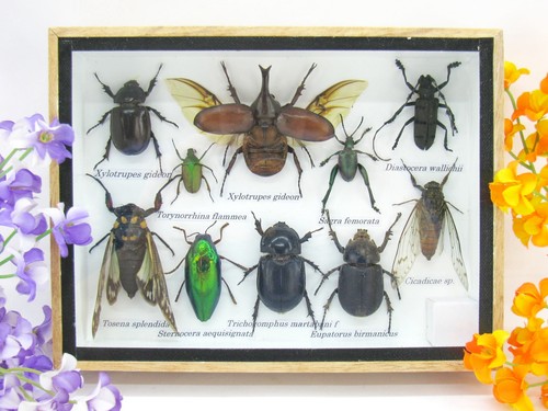 Insectes exotiques réel - insectes,