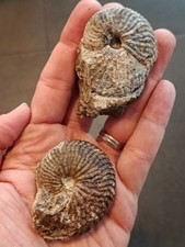 2 Argosirenites
