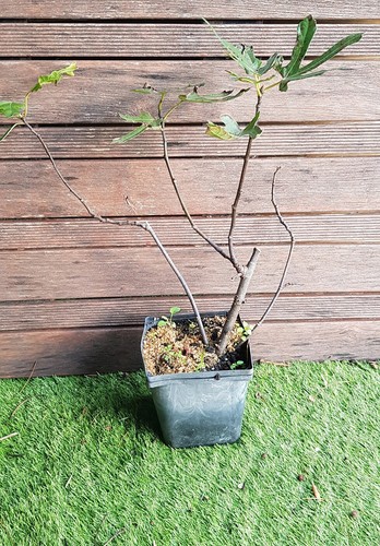 Ficus carica little miss - ficus,