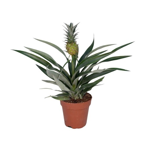 Plante ananas pour - plante, d'ananas