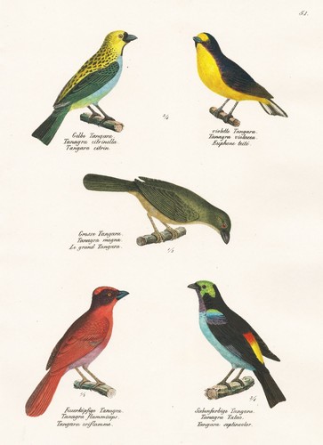 Tangara tangaren oiseau - tangaren,