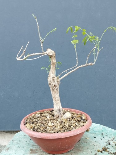 Bonsaï glycine cm - 40, 30