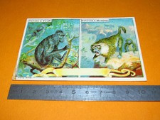 CHROMO BON-POINT ECOLE 1900-1914 SINGES BABOIN A TOUFFE MANTEAU ANIMAUX SAUVAGES