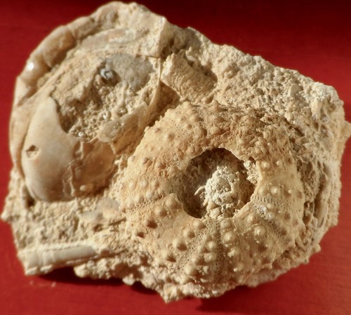 Oursin fossile jurassique - jurassique, de