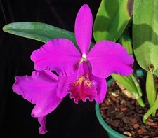 Cattleya mossiae willowbrook - cattleya, 'willowbrook'