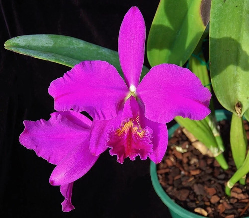 Cattleya mossiae willowbrook - mossiae, 'willowbrook'
