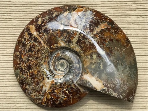 Grand fossile ammonite - grand, d'ammonite