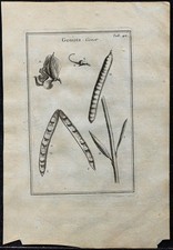 1719 - Genêt (Genista) -