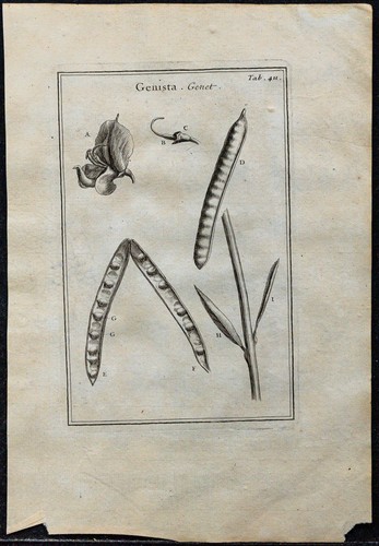 1719 genêt - 1719,