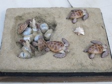 Taxidermie.Reconstitution  nid