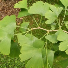 Ginkgo biloba - Ginko - Arbre
