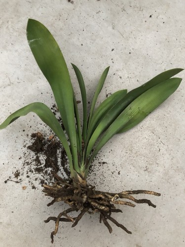Clivia miniata bush lily - 1,